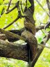 Nikitsky Botanic Garden2 .jpg - 